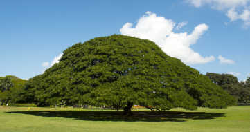 この木なんの木　アテンドハワイ